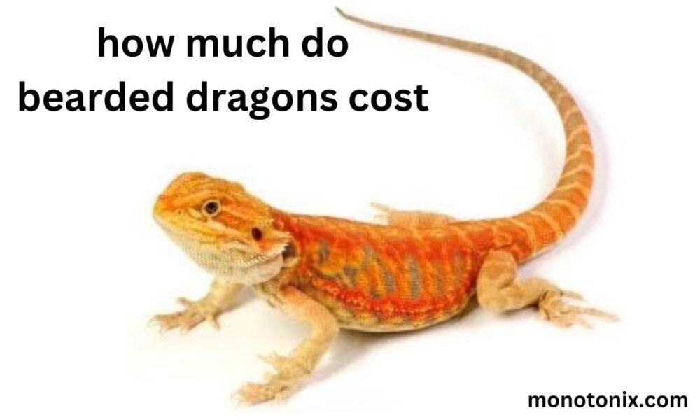 how much do bearded dragons cost