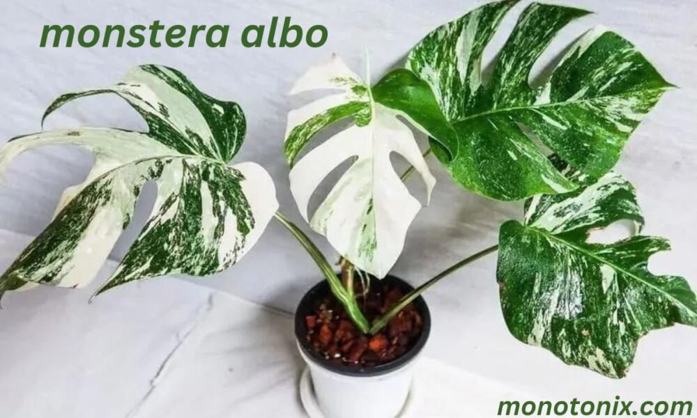 monstera albo